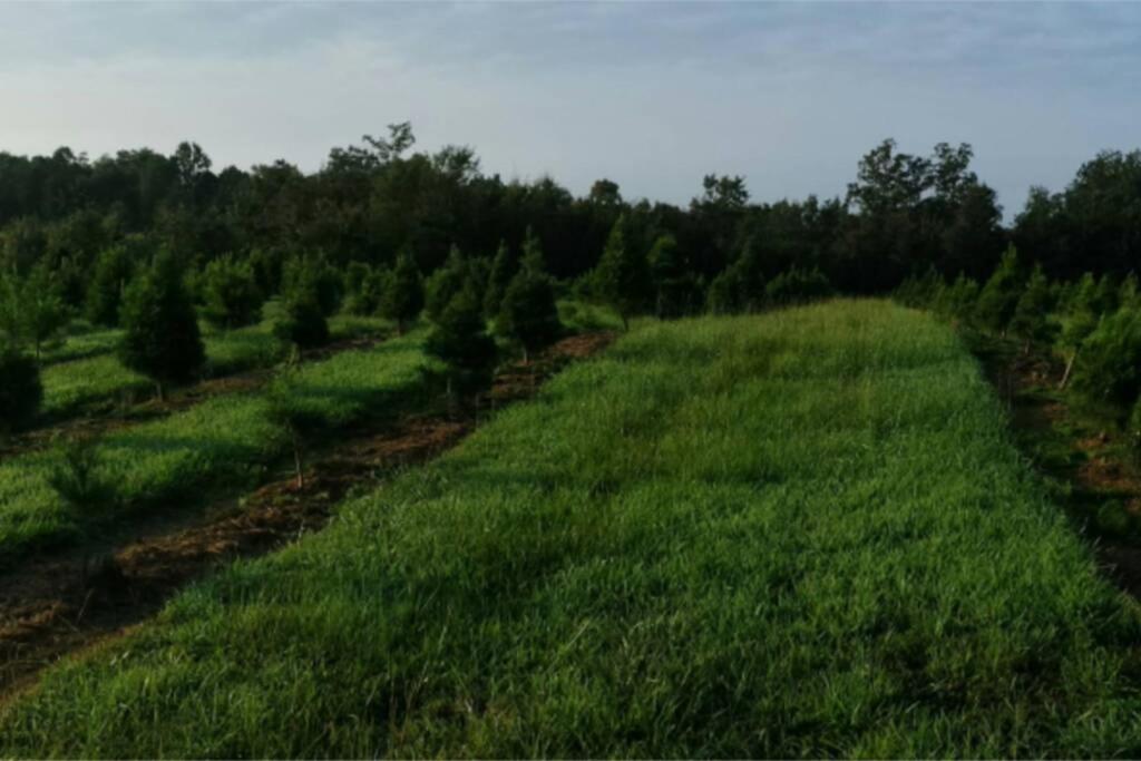 Rural Life On A Real Christmas Tree Farm! Hallmark Experience! Ozark Exterior foto