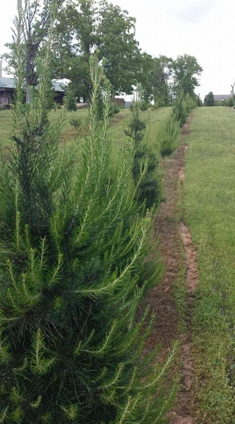 Rural Life On A Real Christmas Tree Farm! Hallmark Experience! Ozark Exterior foto