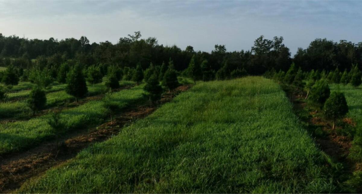 Rural Life On A Real Christmas Tree Farm! Hallmark Experience! Ozark Exterior foto